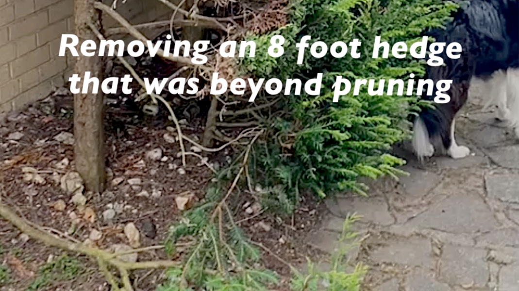 Tree Care UK Hedge Removal Overlay Image